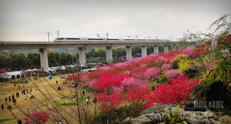 桃花与高铁