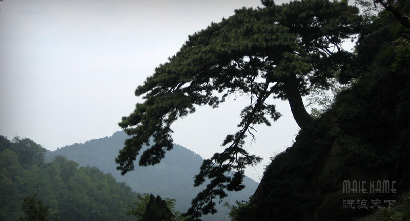 泰山松